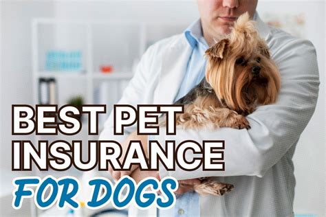 best dog insurance for older dogs|best pet insur ance for older dogs.insquoteslk.com.